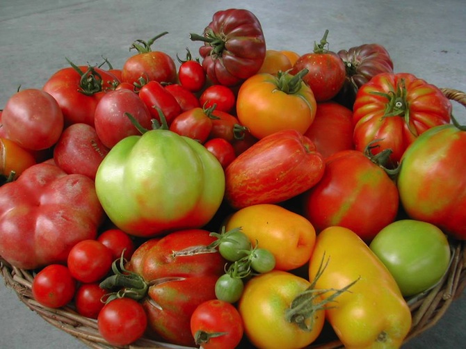Les tomates présentent un intérêt nutritionnel majeur - © Inra